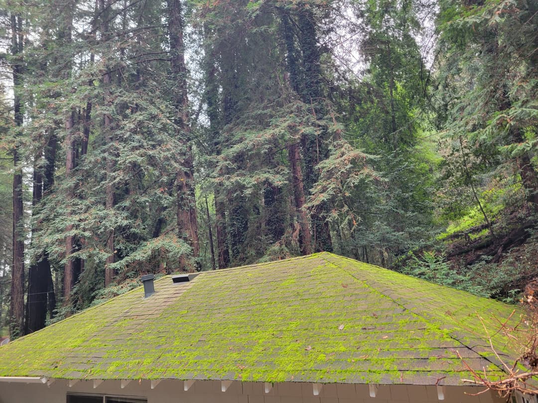 Moss on a roof