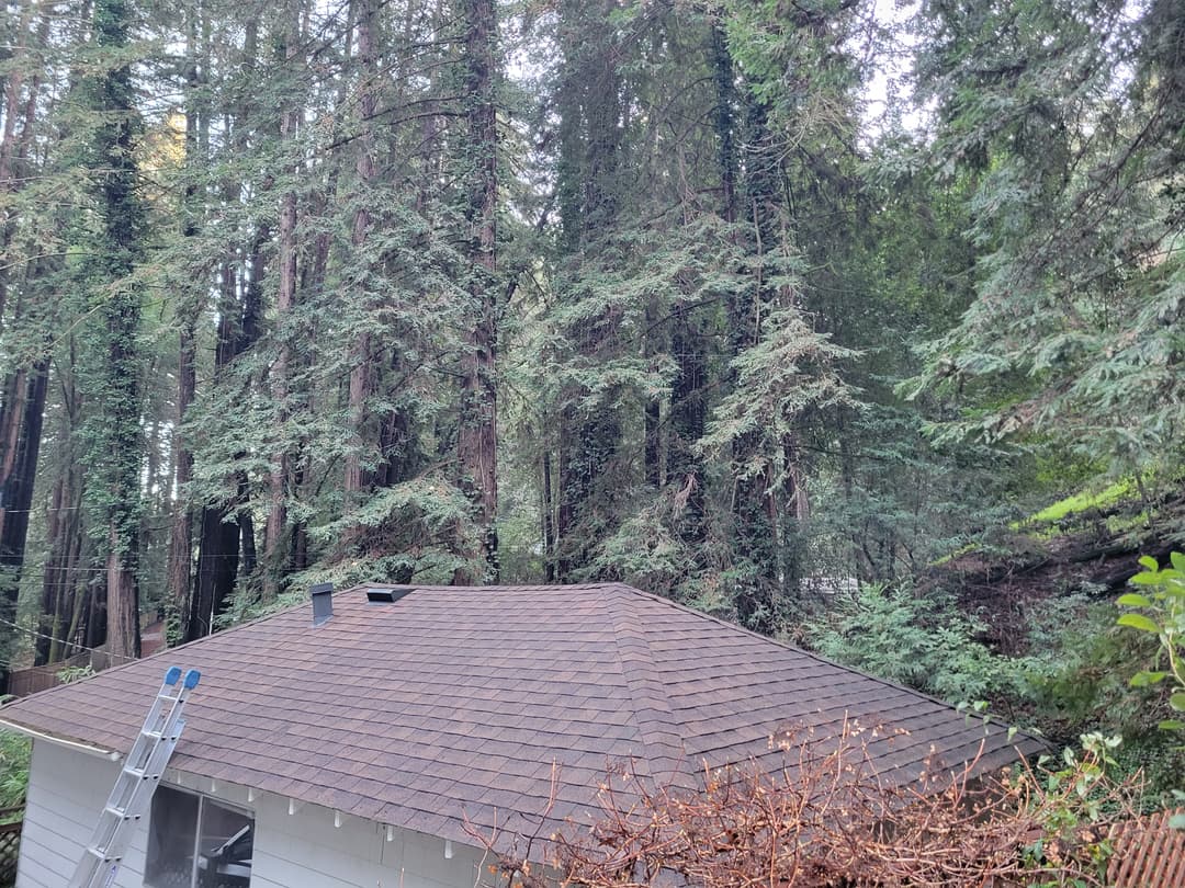 Moss free cleaned roof